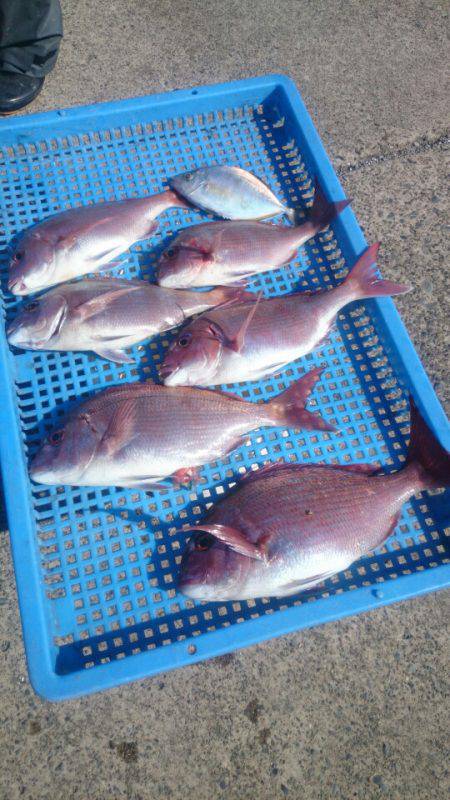 第三共栄丸 釣果