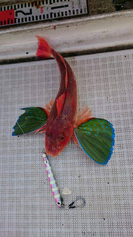 ARCADIAⅡ (アルカディアⅡ) 釣果