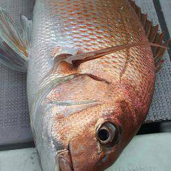 タイラバ遊漁船 ワンピース 釣果