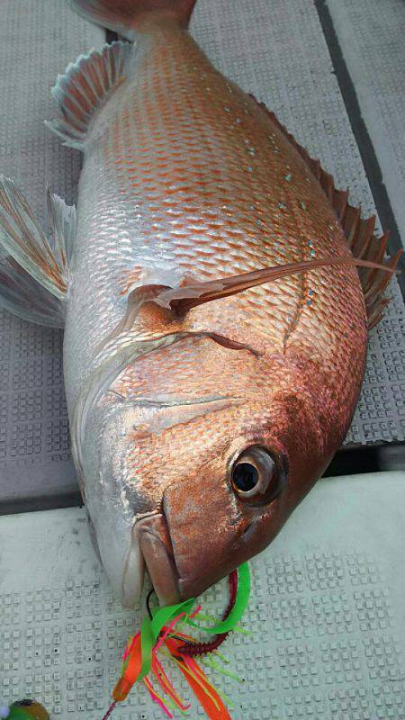 タイラバ遊漁船 ワンピース 釣果