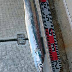 ARCADIAⅡ （アルカディアⅡ） 釣果