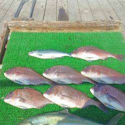 海の釣堀 海恵 釣果