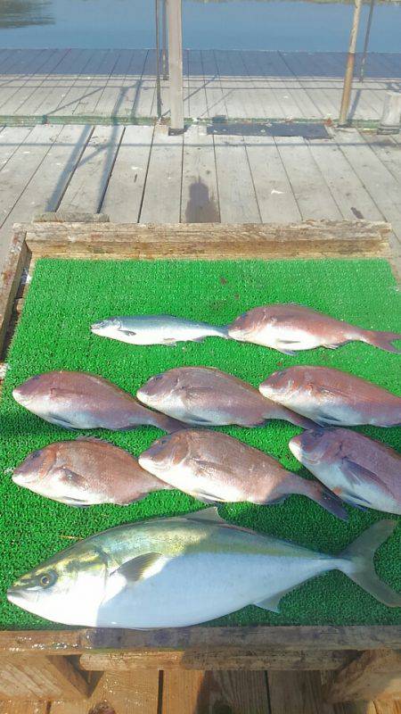 海の釣堀 海恵 釣果