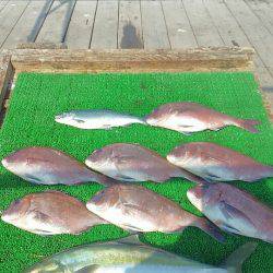 海の釣堀 海恵 釣果