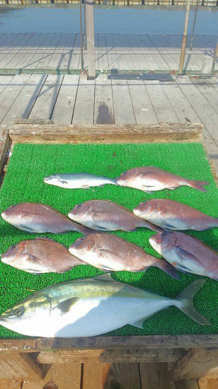 海の釣堀 海恵 釣果
