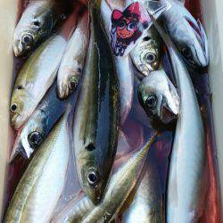 金沢八景鴨下丸 釣果