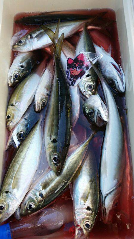 金沢八景鴨下丸 釣果