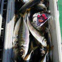 金沢八景鴨下丸 釣果