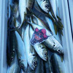 金沢八景鴨下丸 釣果