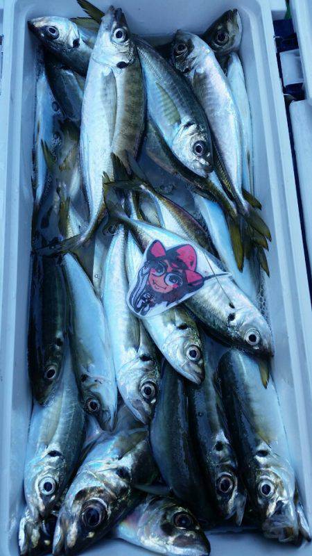 金沢八景鴨下丸 釣果