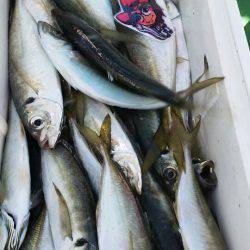 金沢八景鴨下丸 釣果