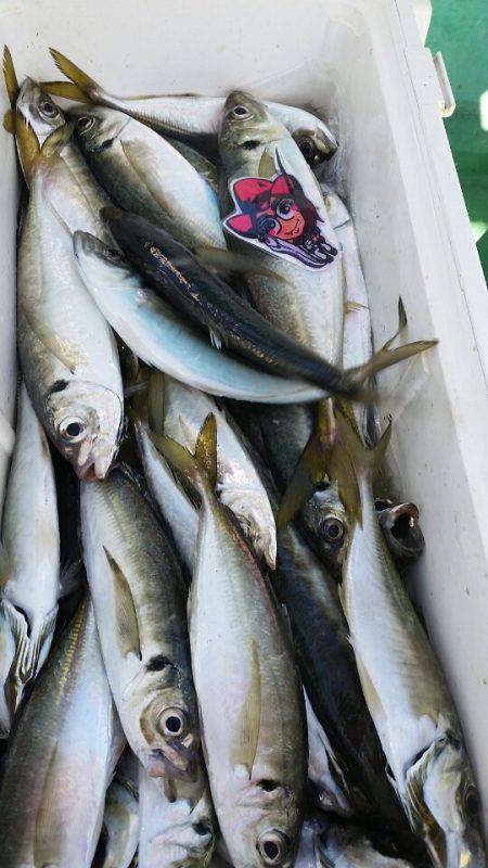 金沢八景鴨下丸 釣果