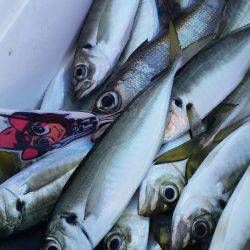 金沢八景鴨下丸 釣果