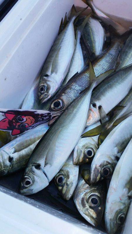 金沢八景鴨下丸 釣果