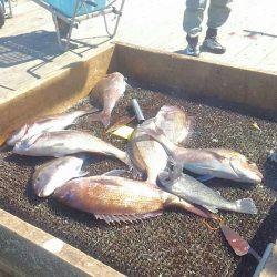 海の釣堀 海恵 釣果