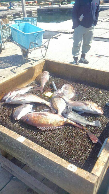 海の釣堀 海恵 釣果