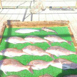 海の釣堀 海恵 釣果