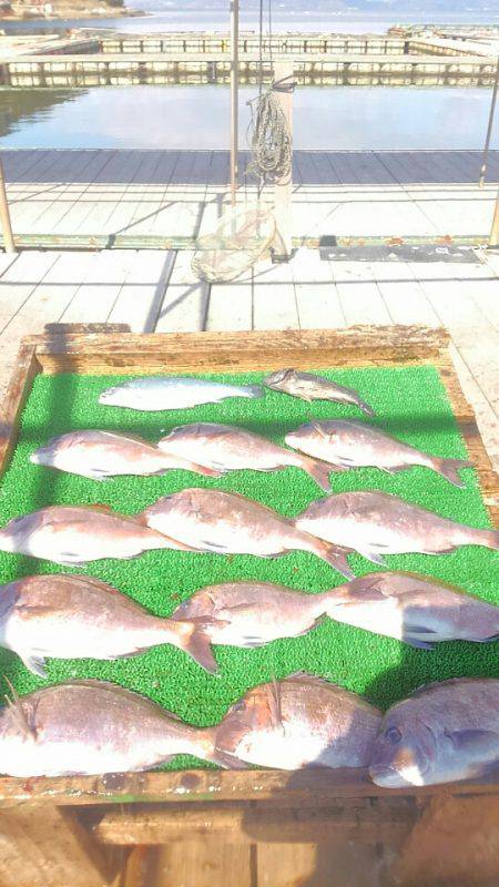 海の釣堀 海恵 釣果