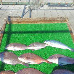 海の釣堀 海恵 釣果
