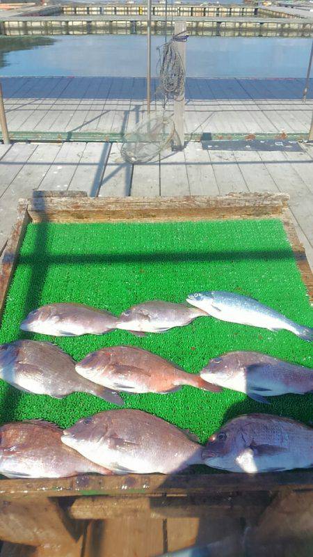 海の釣堀 海恵 釣果