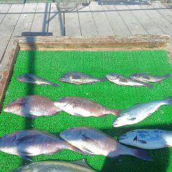 海の釣堀 海恵 釣果