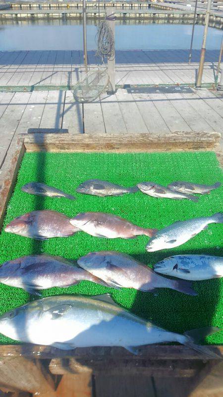 海の釣堀 海恵 釣果