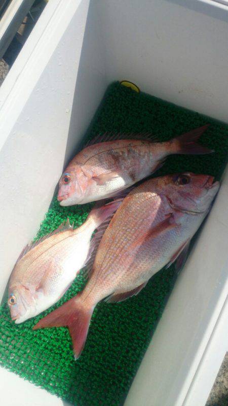 第三共栄丸 釣果