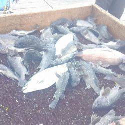 海の釣堀 海恵 釣果