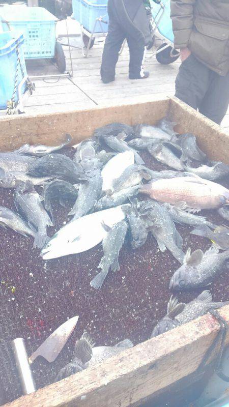 海の釣堀 海恵 釣果