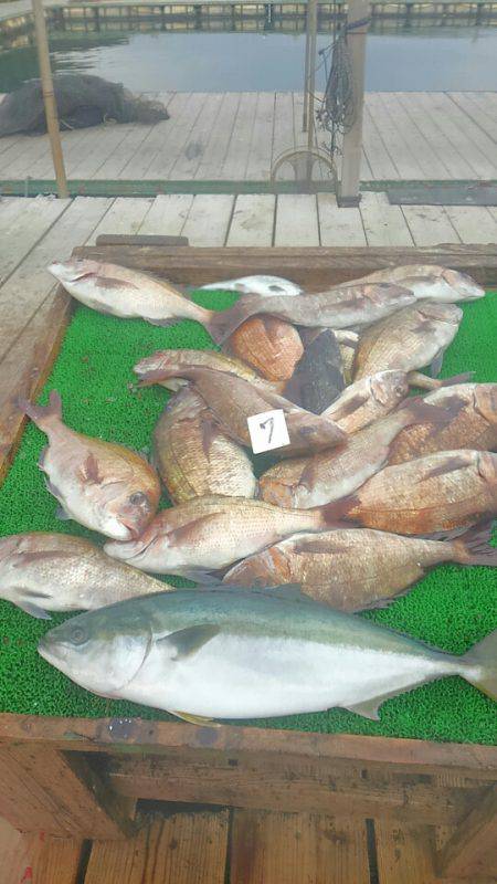 海の釣堀 海恵 釣果