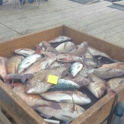 海の釣堀 海恵 釣果