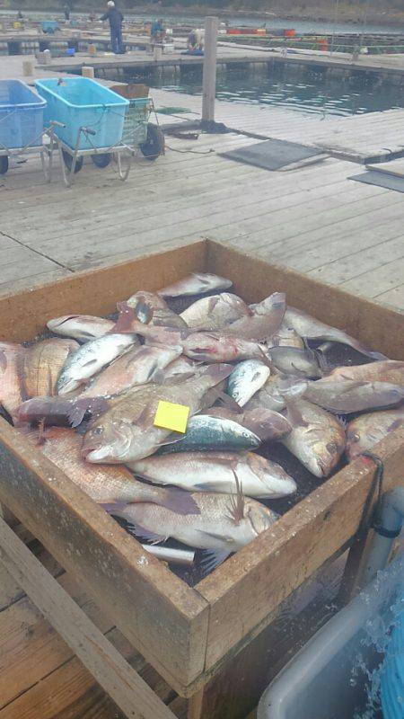 海の釣堀 海恵 釣果