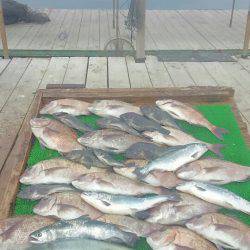 海の釣堀 海恵 釣果