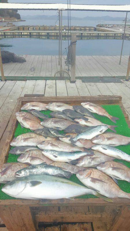 海の釣堀 海恵 釣果