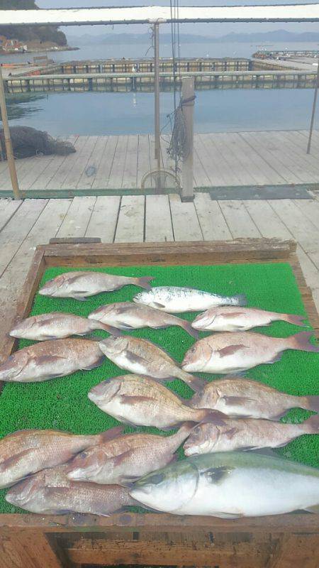 海の釣堀 海恵 釣果