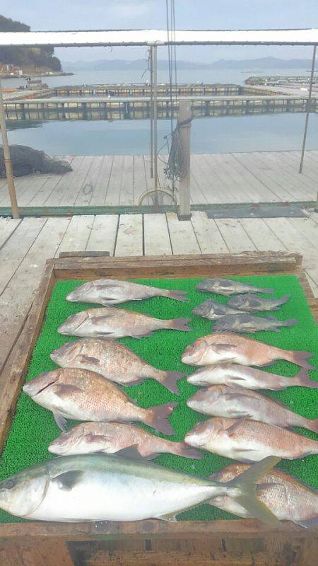 海の釣堀 海恵 釣果