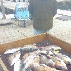 海の釣堀 海恵 釣果