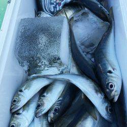 金沢八景鴨下丸 釣果