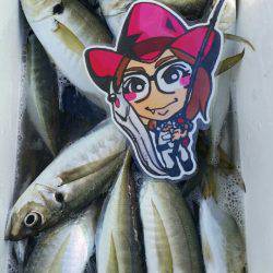 金沢八景鴨下丸 釣果