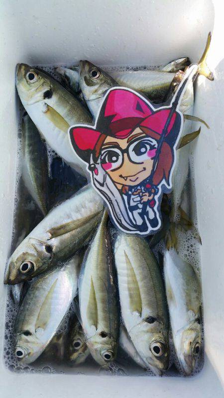 金沢八景鴨下丸 釣果