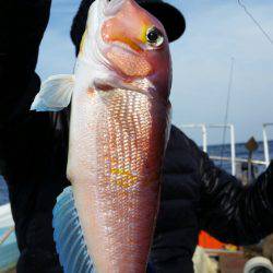 英美丸 釣果