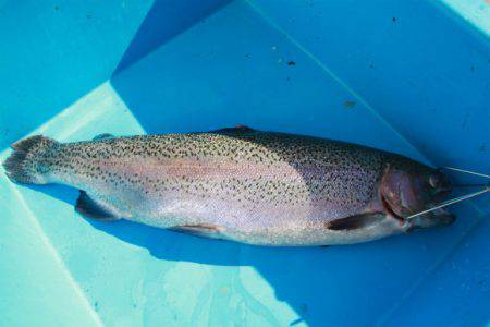 としまえんフィッシングエリア 釣果