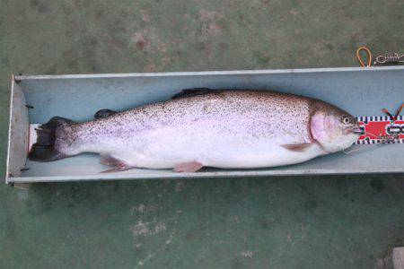 としまえんフィッシングエリア 釣果