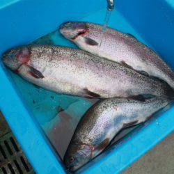 としまえんフィッシングエリア 釣果