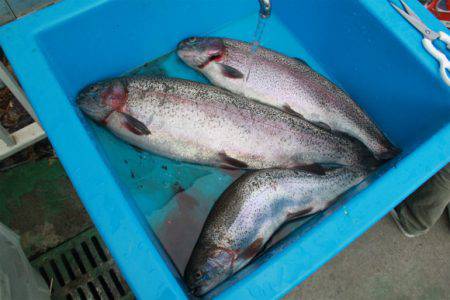 としまえんフィッシングエリア 釣果