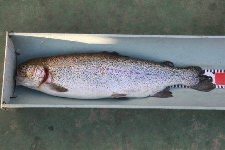 としまえんフィッシングエリア 釣果