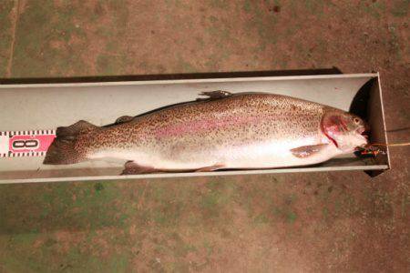 としまえんフィッシングエリア 釣果