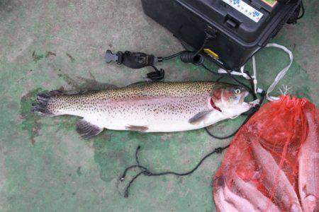 としまえんフィッシングエリア 釣果