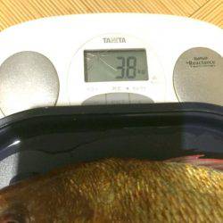 THESEAMAN(ザシーマン) 釣果