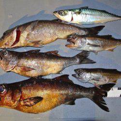 South Current 釣果